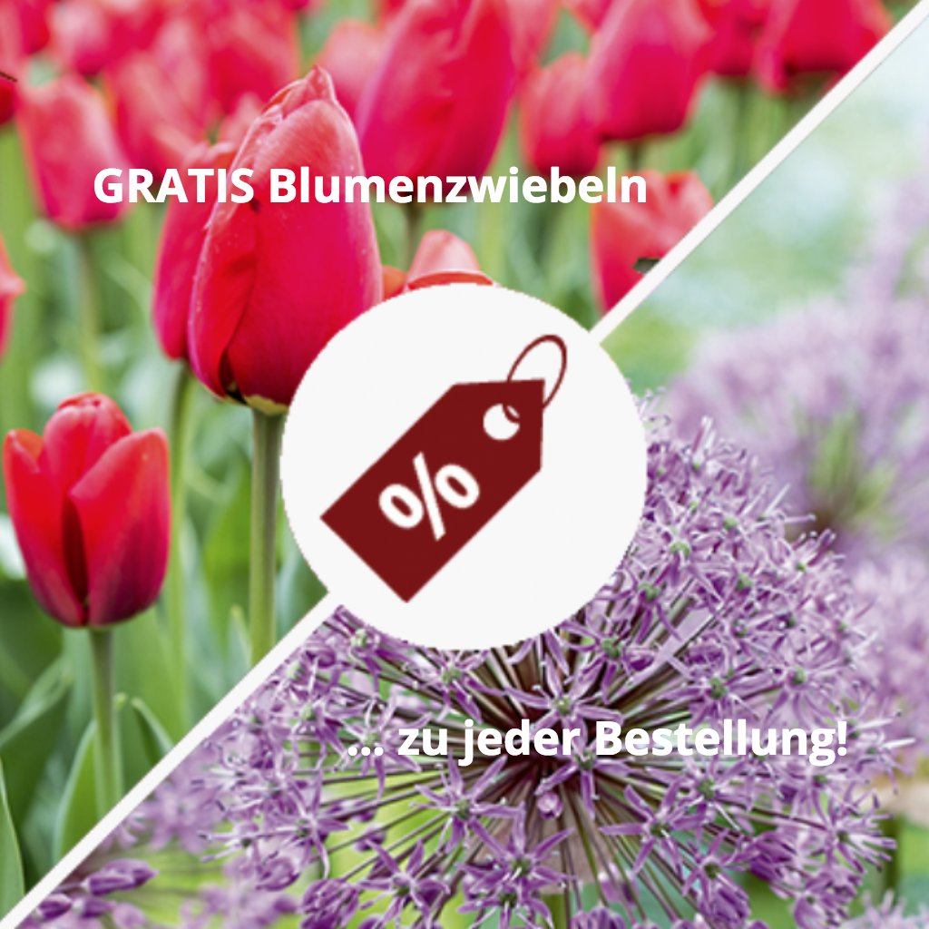 Wir haben eine tolle Aktion für euch: Bei jeder Bestellung im  sperlishop.de erhaltet ihr eine Blumenzwiebel-Mischungen  GRATIS als Prämie dazu – kein Mindestbestellwert! Ihr dürft die Prämie  selber auswählen. Nur solange der Vorrat reicht – schnell sein lohnt sich! 😊