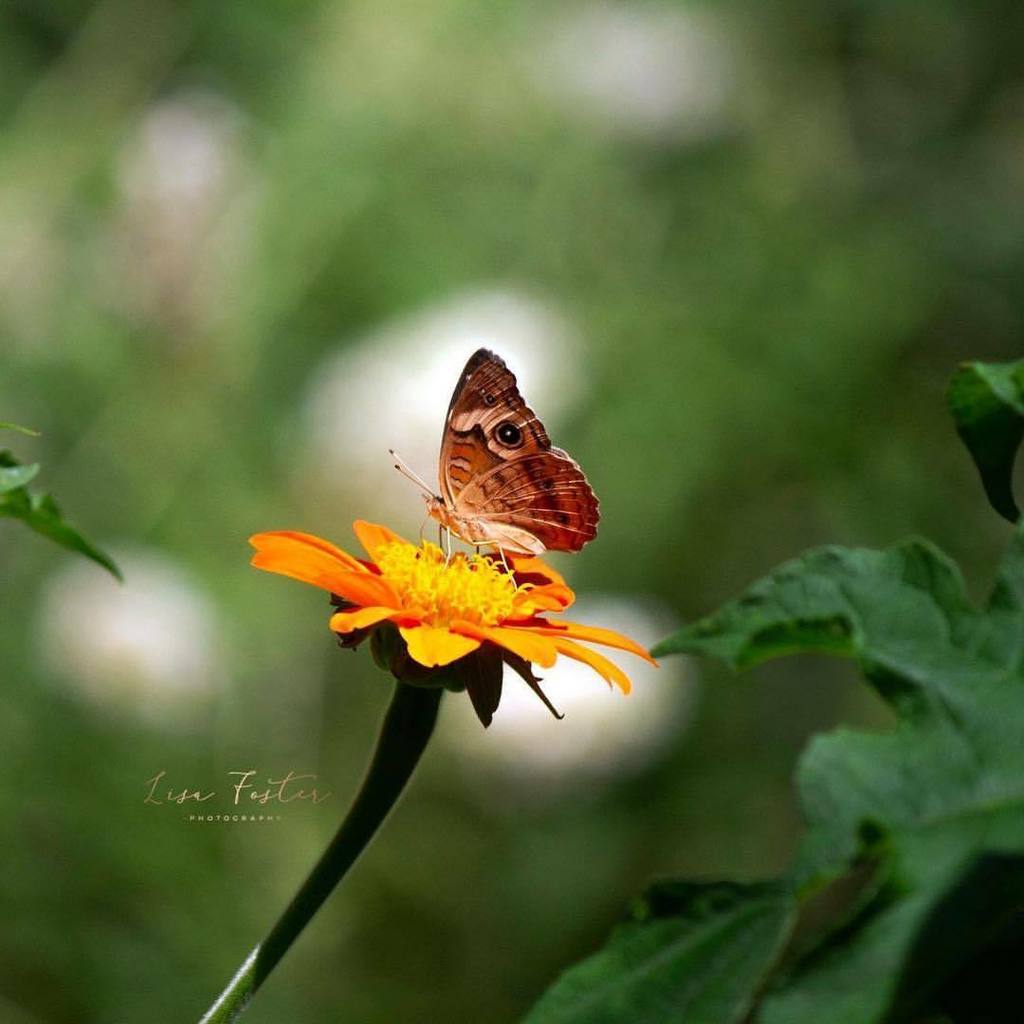 Found this #CommonBuckeyeButterfly 

#Commmon #Buckeye #Butterfly #butterflies 

#butterflyphotography #wildlife #frontroyal #appalachian #appalachiantrail #virginia #lisafosterphoto #lisafosterwildlife #virginiaisforlovers #onlyinva #instagood #instatra… ift.tt/2D9t2sb