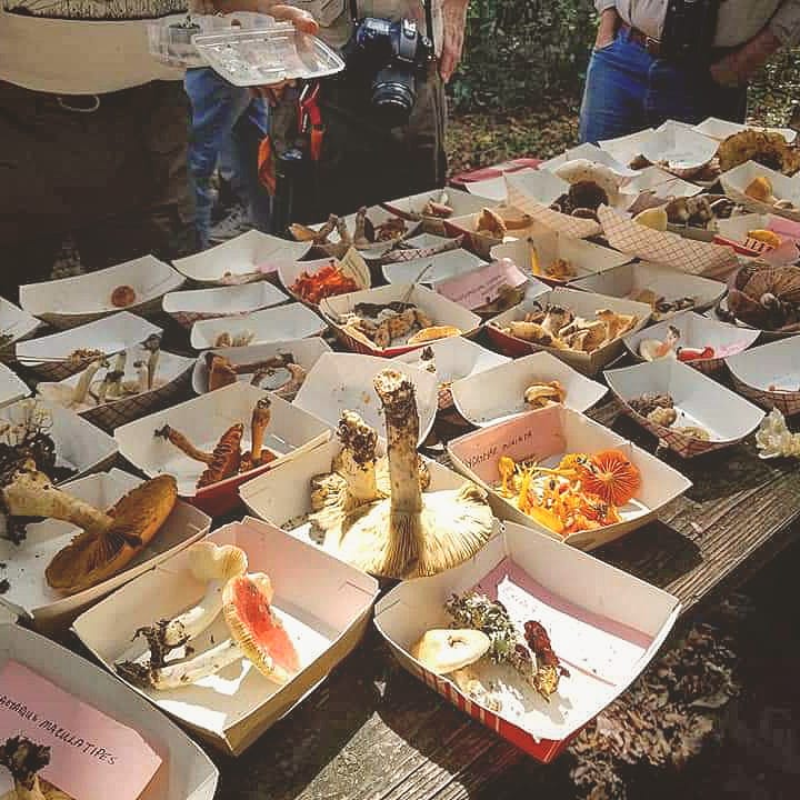SPEAR_Survival's tweet photo. Our Level-A wilderness survival students got a special treat last weekend! One of the top mushroom experts in the COUNTRY!! https://t.co/wwOKW4iTfb