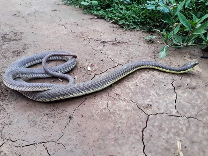 ZoraidaPalacios's tweet photo. Bebecita Erythrolamprus sagittifer a quien salvamos de la escoba de un humano ésta tarde. 

#chaco #instachaco #chacopy #chacoparaguayo #JahaPy #ConoceElChaco #SentiElChaco https://t.co/gHd5V7fs3c