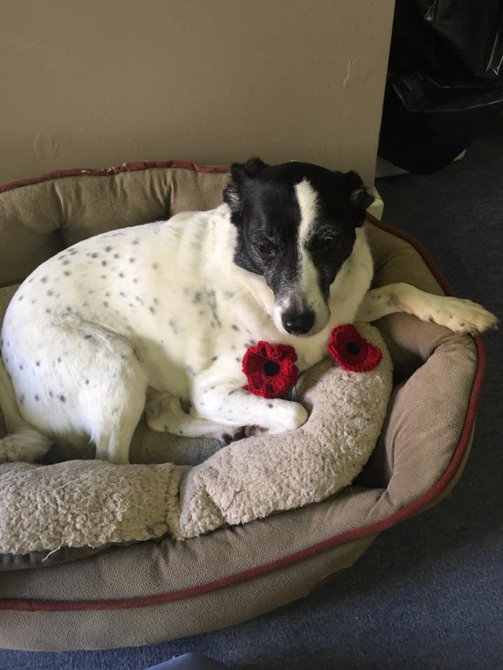 GarrattsDamp's tweet photo. Remembrance Day on Sunday is approaching. Don’t forget to pay your respects by a two minute silence at 11:00am. ❤️ #Remembrance2018 #RemembranceDay #RemembranceSunday https://t.co/q9rj2QJp79