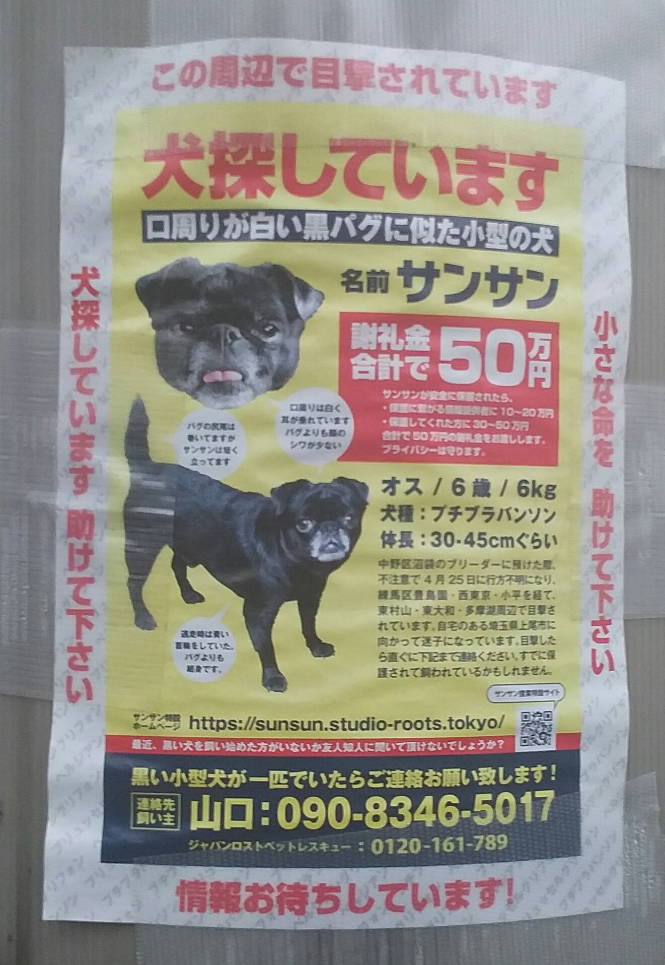 ボーダーコリーの犬探してます A Twitter 先日迷子犬の貼り紙を見ました 飼い主の方の懸命な思いが伝わります 宜しくお願いします 名前はサンサン 性別は 雄 犬種 プチブラバンソン 黒いパグっぽい 年齢6歳 小型犬 6 体長30 45 特徴口周りが白い 尾が