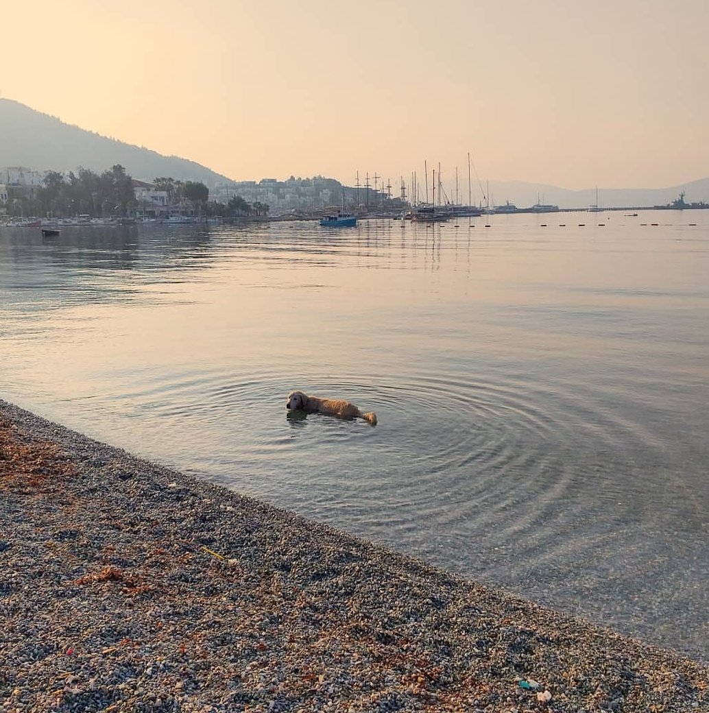 BodrumBel's tweet photo. Ölmeden önce yüzülmesi gereken, "dünyanın suyu en temiz 34 yeri" listesinde yer alan ve en çok mavi bayraklı halk plajına sahip #Bodrum 'da yaşamak bir ayrıcalıktır...
#BenimŞehrim https://t.co/lvfekRNGVv