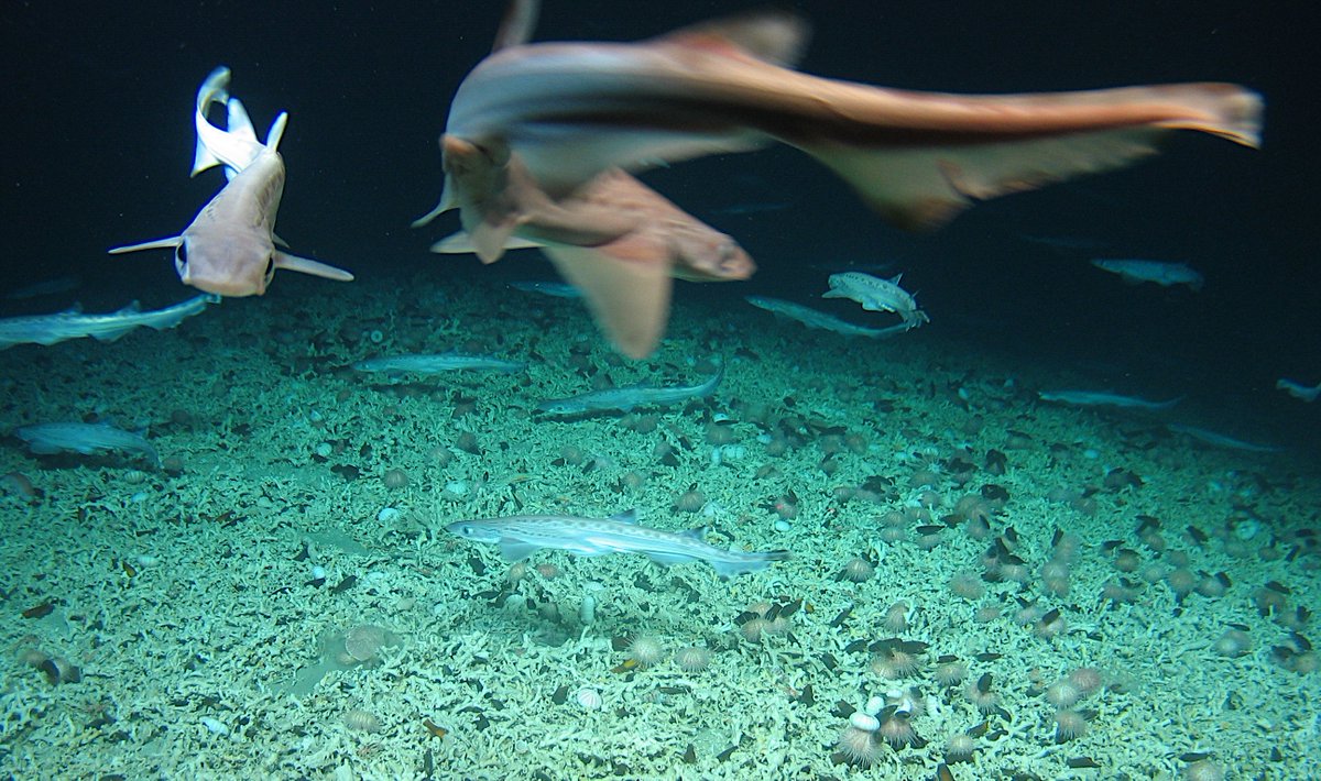 DeptCEE's tweet photo. A team of marine scientists @followtheboats @marineinstitute have discovered a very rare shark nursery, 200 miles west of Ireland while investigating Ireland’s deep ocean territory. Thankfully none answer to the name of Jaws! @GeolSurvIE @merrionstreet https://t.co/3DmcuBlzaj https://t.co/ODd76ZuFSr