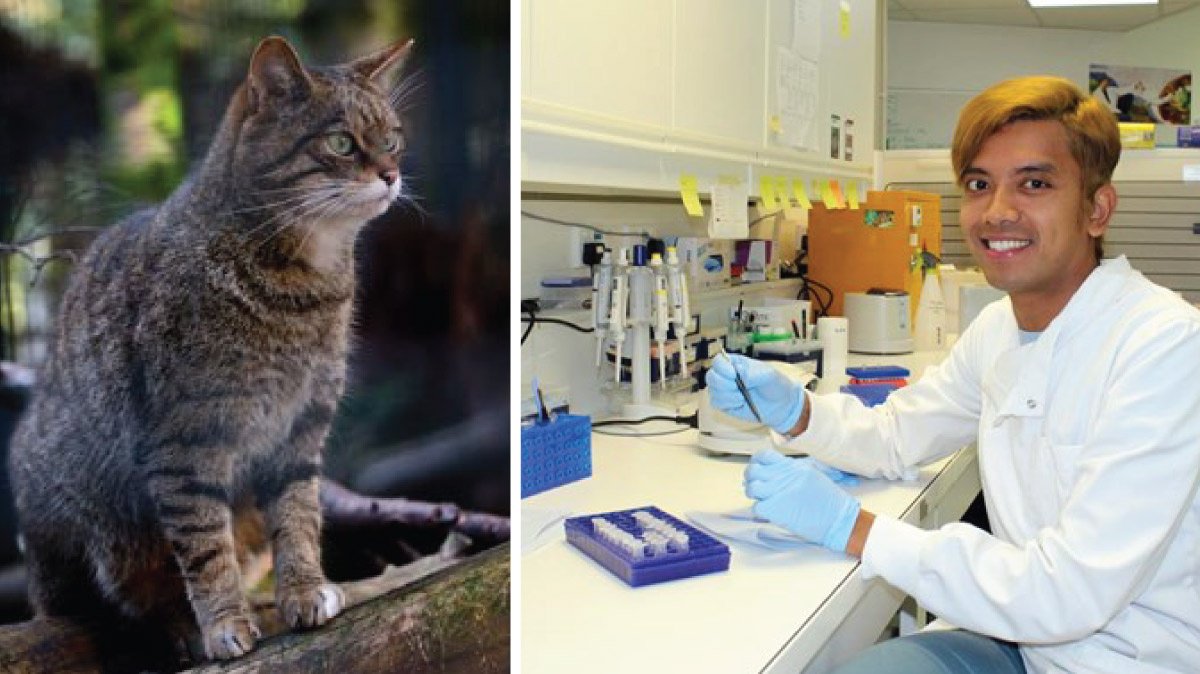 rzss's tweet photo. Go behind the scenes at #RZSS WildGenes and discover how our team are using DNA to help the Scottish wildcat. Latest blog: https://t.co/EKdPIIj1rR Our work is proudly supported by the Players of @PostcodeLottery. @SaveOurWildcats #GenerationWildcat https://t.co/EsO0U3WtCQ