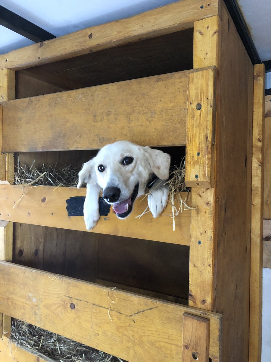 A dog sticks her head and paws out of a straw-filled wooden bunk, smiling. In the next shot, her expression changes and she looks concerned.