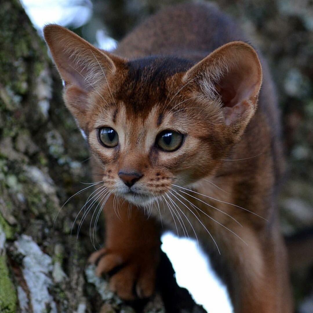 AbySaint's tweet photo. @catsofinstagram from @AbySaint , My little cougar enjoying her favorite tree. #catsofinstagram #twitterweek https://t.co/RlxGbZYJOk