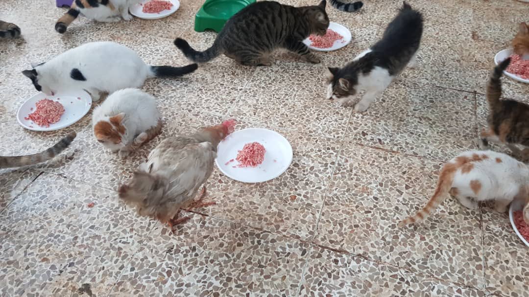 SyrianSanctuary tweet picture