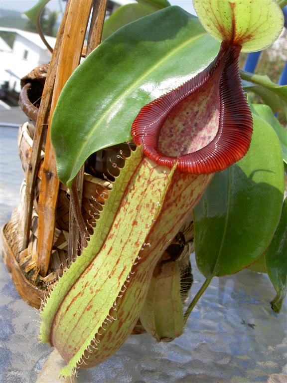 Plantas Carnívoras Mundo Venus - El popular Pokémon Victreebel; su creación  fue inspirada en la planta carnívora Nephenthes, esta atrae a sus presas  con un almíbar en su interior para alimentarse. Comparte