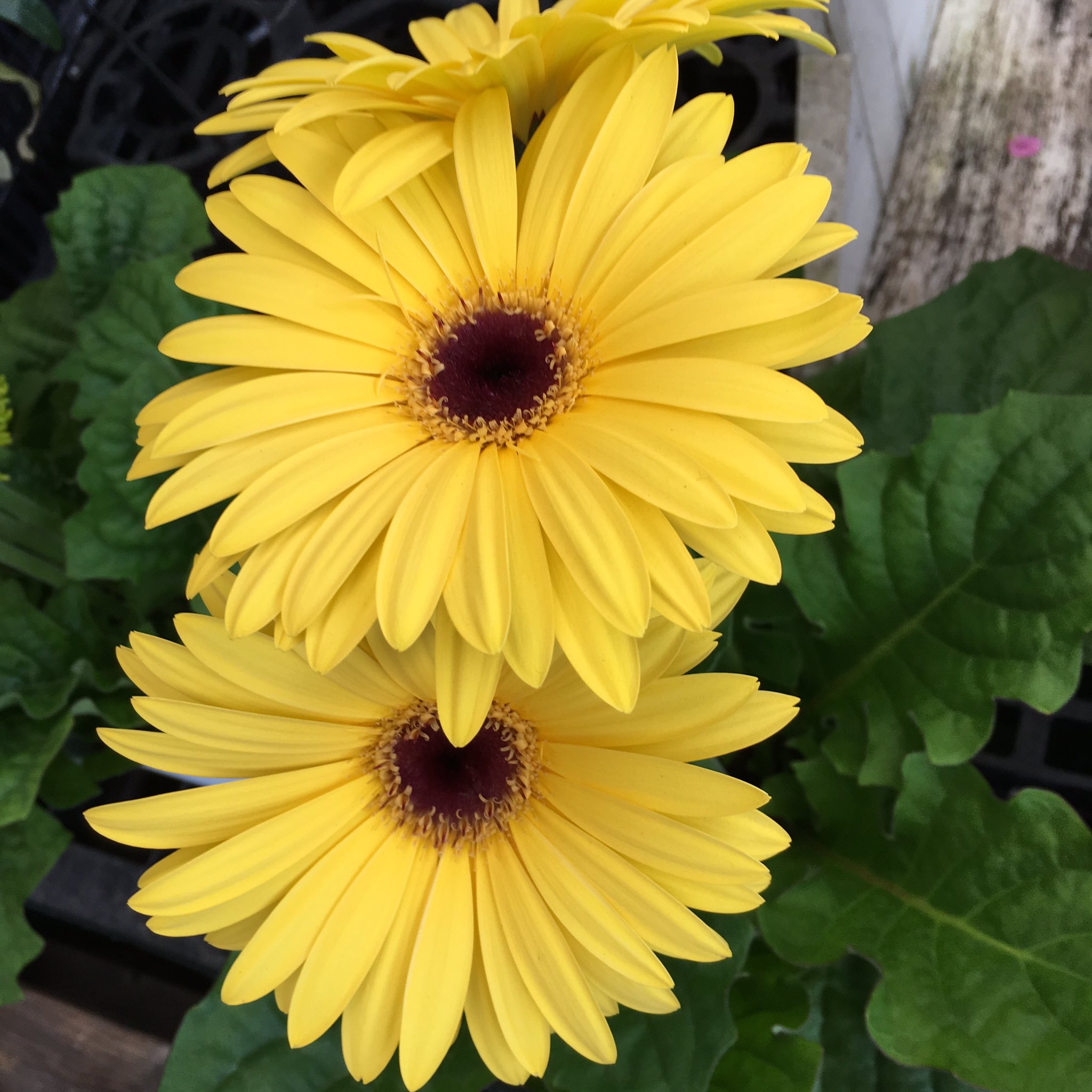 明るい色の花 Twitter Search Twitter