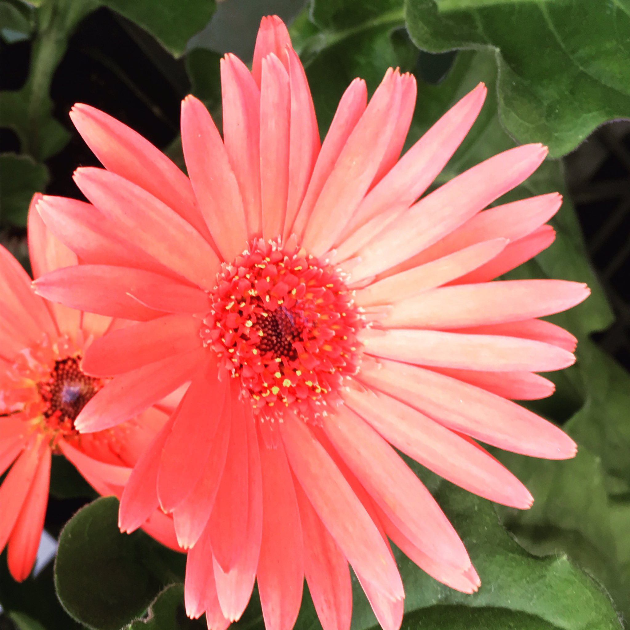明るい色の花 Twitter Search Twitter