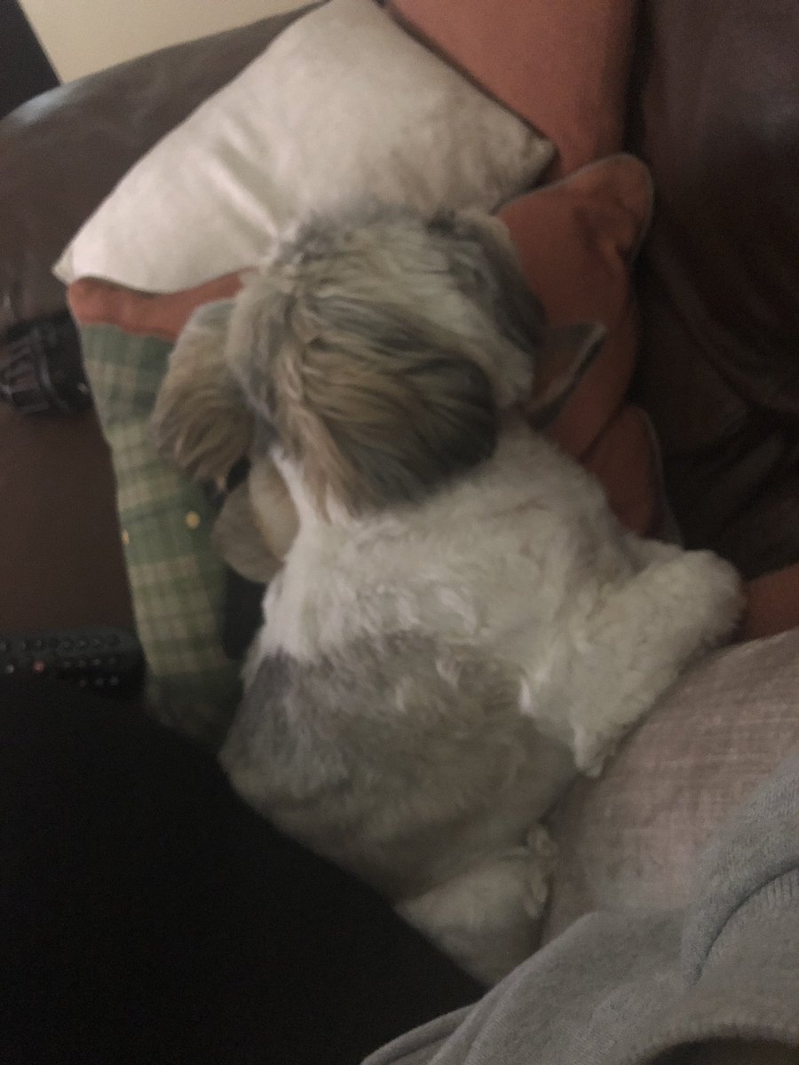 We love when are sister gets home early 📚lost of more time for cuddles 💘xx #Sleepyhead #dog #lovinglife #furbabies #lhasaapso