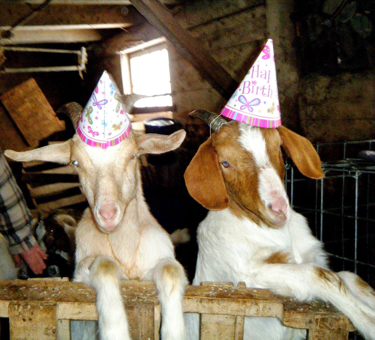 Stubborn Goat Gastropub tweet media