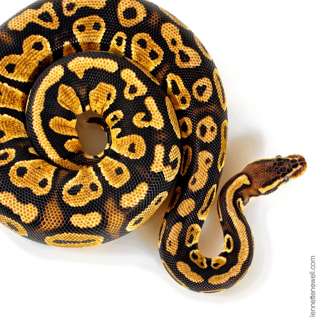 lennettenewell's tweet image. #Pythons #PastelBallPython
#Snake #Reptile #Abstract #coil
#ContemporaryPhotography
#LennetteNewell #Photographer
