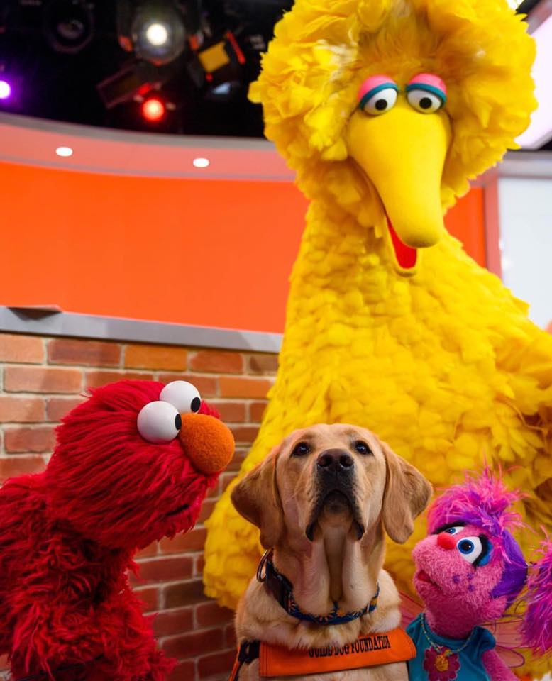 Guide Dog Foundation on Twitter "*SUNNY* days, sweeping the clouds