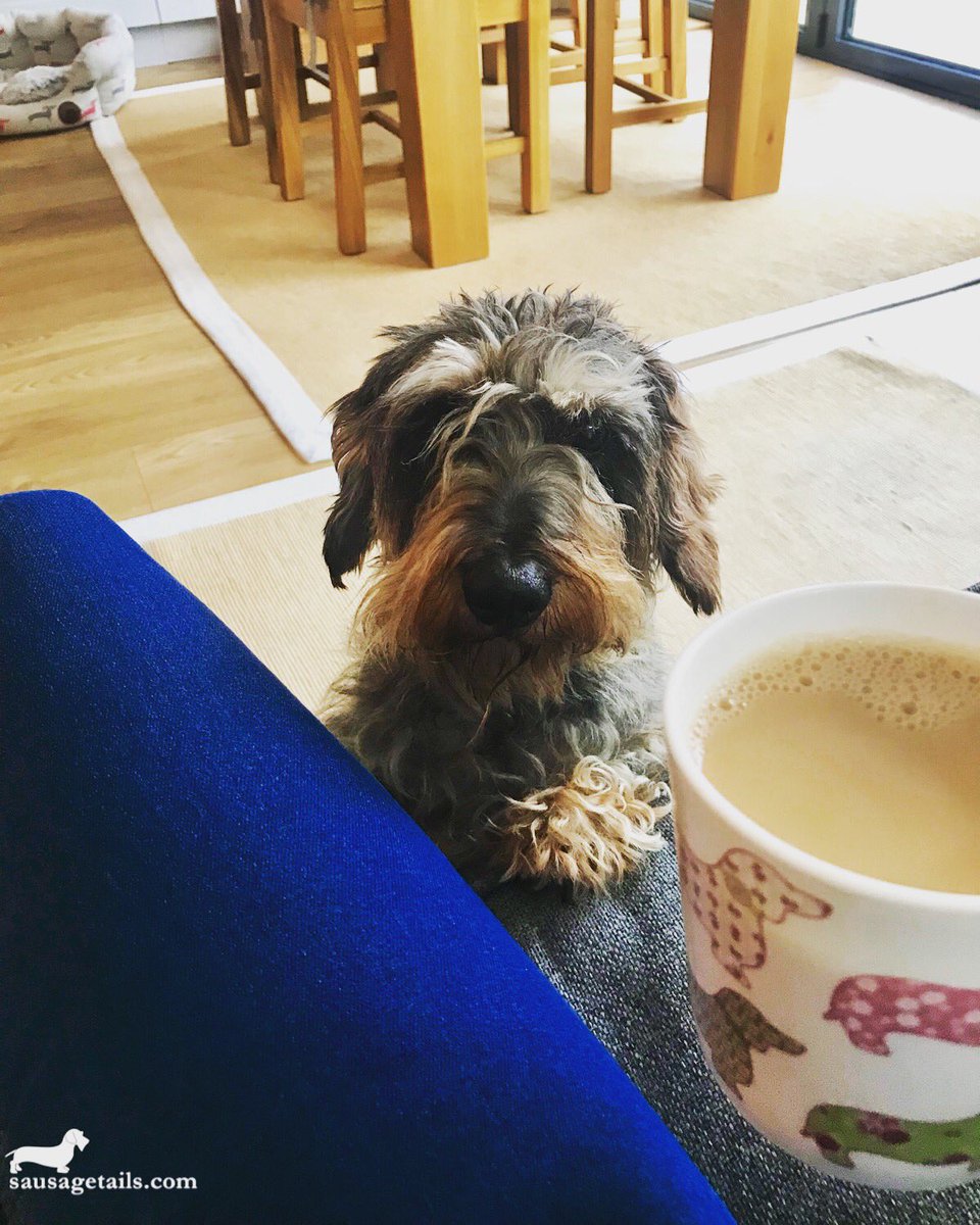 JeffreyTheDachshund tweet media
