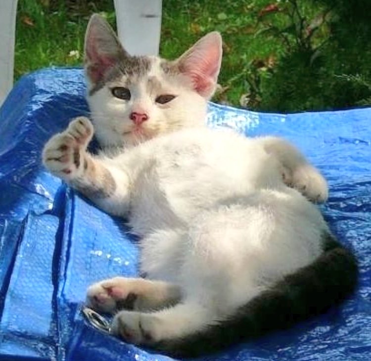 Кот с пальцем вверх. Мемы с котами на белом фоне. Кошка показывает лайк. Котик палец вверх. Коты показывают большой палец.