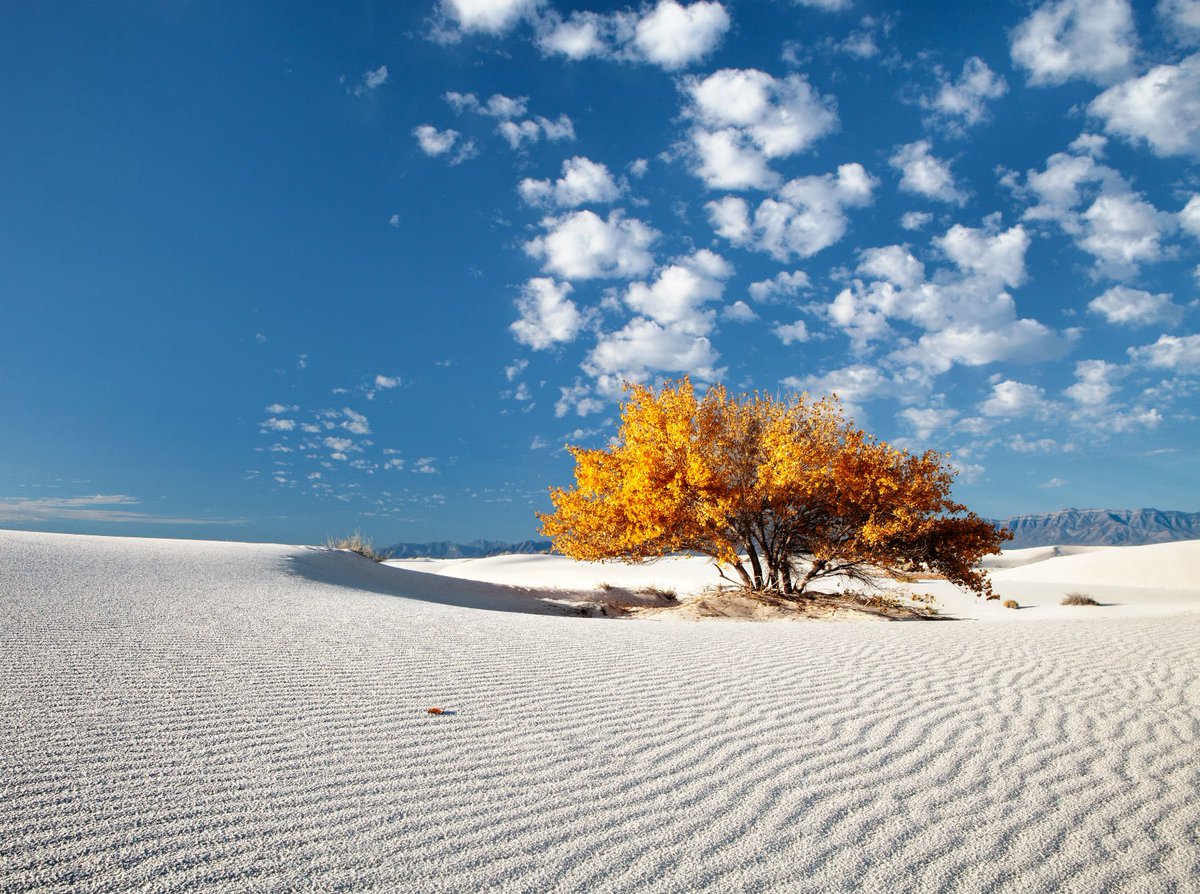 A touch of fall color really stands out @WhiteSands_NPS. Pic by Jim Langford #NewMexico