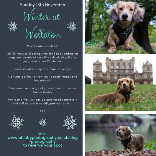 EBibbyPhoto's tweet photo. If you are looking to create some beautiful artwork of your dog to treat someone (or yourself!) this Christmas, join me at Wollaton Park this November. Each session comes with 20-30 minutes shoot and one 8x10 print with the option to buy more.
#Nottingham #Christmas #giftideas https://t.co/8dOsM9yK99