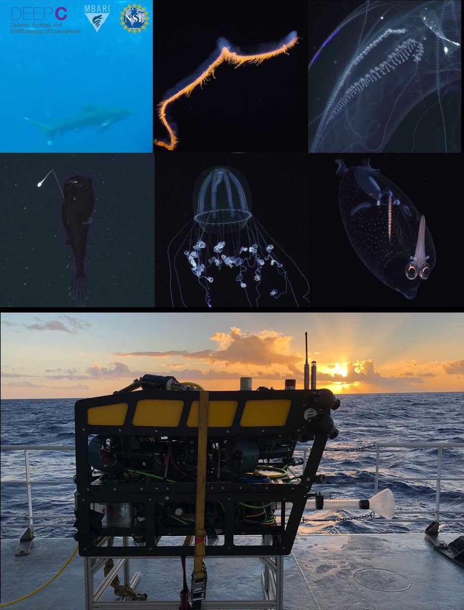 beroe's tweet image. Out on our @NSF_GEO funded #DEEPC cruise off Hawaii to study #ctenophore biodiversity and physiology. Fortunate to be using the amazing MiniROV built by @MBARI_News engineer Dale Graves. #DEEPCHawaii2018