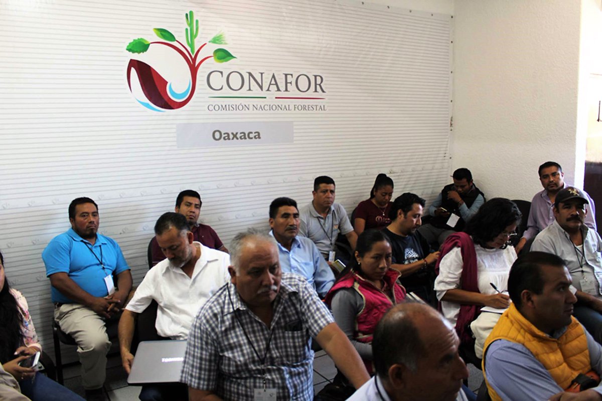 CONAFOR's tweet photo. #Entérate Once organizaciones sociales del sector forestal de #Oaxaca participan a través de videoconferencia en el taller de seguimiento a los apoyos #PRONAFOR 2018-2019 en el que revisa el estatus del registro nacional de las organizaciones sociales, entre otros temas. https://t.co/GHAfsqkxTp