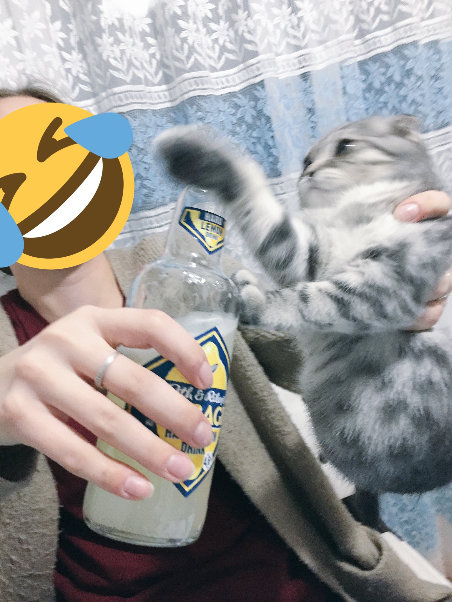 Кот алкоголик