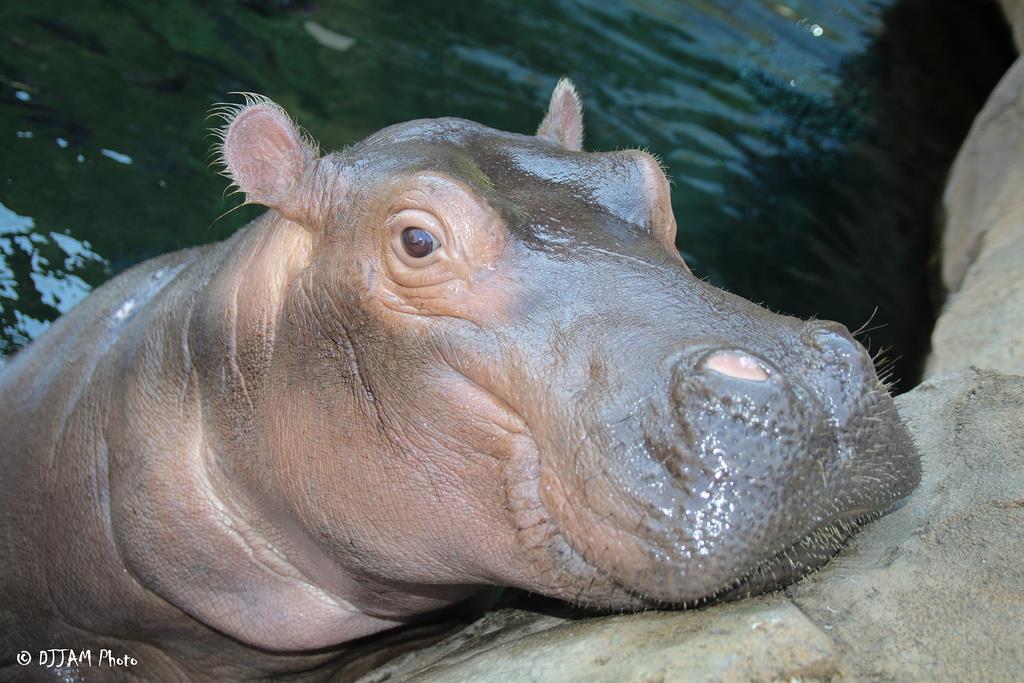 Cincinnati Zoo tweet media