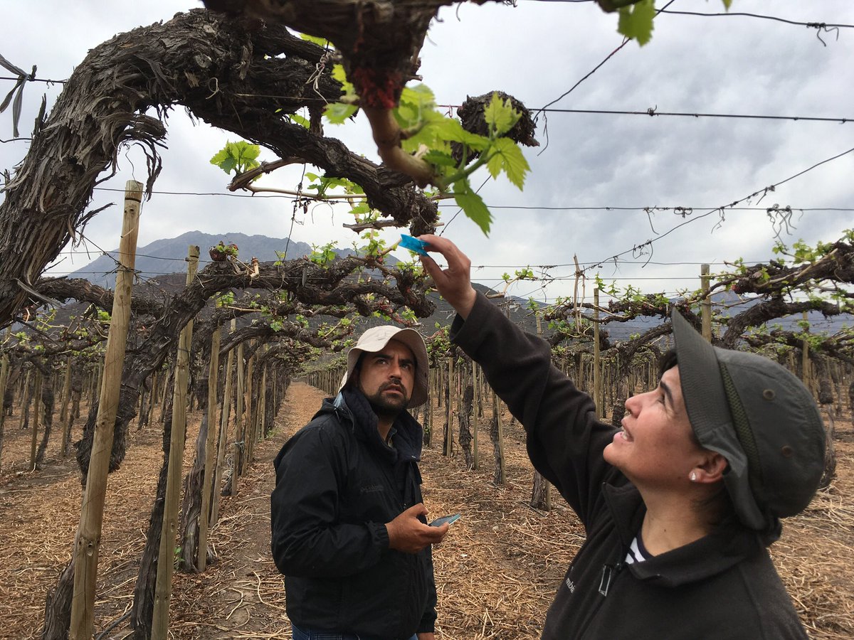 Pronofrut1's tweet image. Capacitacion de #Pronofrut en Agricola Brown, para una estimación objetiva de brotacion y cosecha en uva de mesa #YieldEstimation #EstimacionDeCosecha