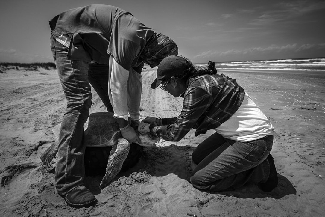 TXSeaGrant's tweet image. #GradStudentSpotlight💡Xochitl de la Rosa uses #genomics to inform #conservation efforts of #endangered Kemp&apos;s ridley #seaturtles 🐢. She studied their genetic diversity and found that, although the population had declined substantially, significant genetic variation still exists