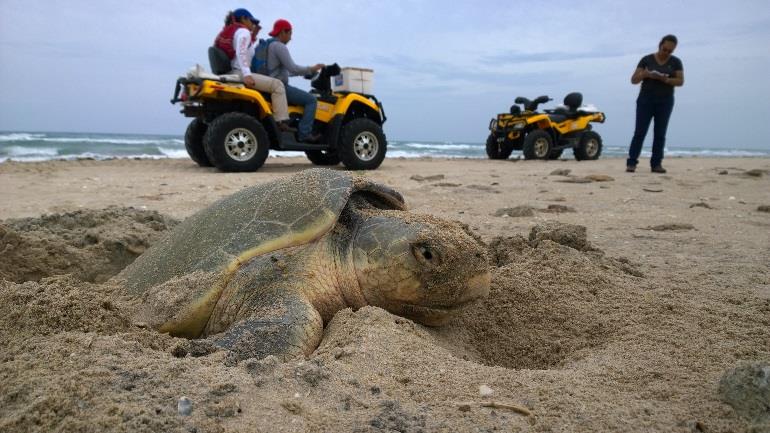 TXSeaGrant's tweet image. #GradStudentSpotlight💡Xochitl de la Rosa uses #genomics to inform #conservation efforts of #endangered Kemp&apos;s ridley #seaturtles 🐢. She studied their genetic diversity and found that, although the population had declined substantially, significant genetic variation still exists