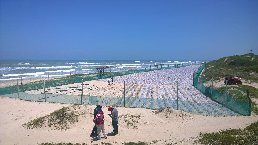 TXSeaGrant's tweet image. #GradStudentSpotlight💡Xochitl de la Rosa uses #genomics to inform #conservation efforts of #endangered Kemp&apos;s ridley #seaturtles 🐢. She studied their genetic diversity and found that, although the population had declined substantially, significant genetic variation still exists