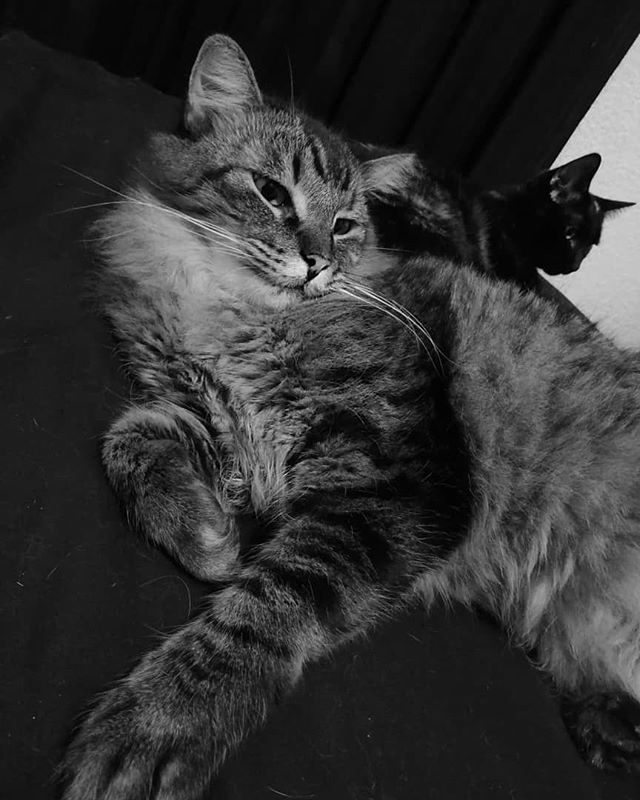 ninjacatgamr's tweet image. Beauty's easy.
Modeling is not just about being pretty.

#modelcat #cat #model #catstagram #instacat #cats #pets #petstagram #majestic #instagram #photooftheday #photography ift.tt/2qD9mpc