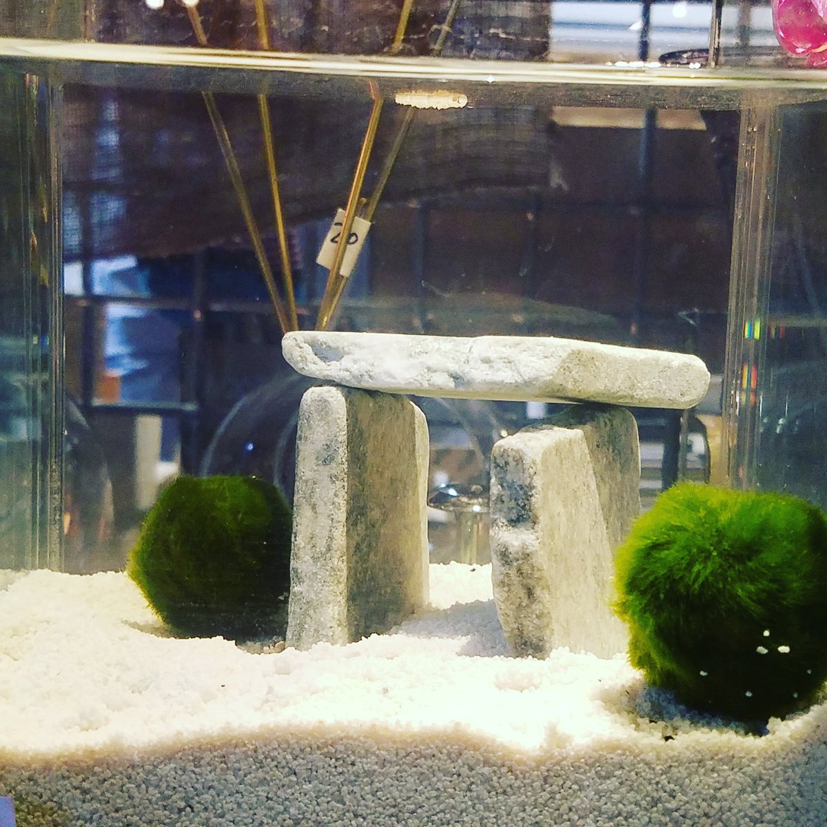 Simple #aquascape #mossball #marimomossball #aquaria #aquariumhobby #aquarium #nanotank #fishtanks #fishtankofinstagram #fishfamily
