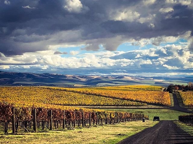 🍂There's no such thing as too much fall in Walla Walla. 🍂

📷: @sofhcellars 

#wallawalla #fall #fallawalla #vineyard #wawine #wine #harvest2018 #vintage2018