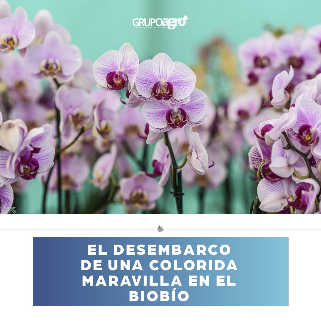 codigoc1's tweet image. ORQUÍDEAS: EL DESEMBARCO DE UNA COLORIDA MARAVILLA EN EL BIOBÍO

Revisa el reportaje completo aquí:
revistagrupoagro.cl/orquideas/

#RevistaGrupoAgro #Orquídeas