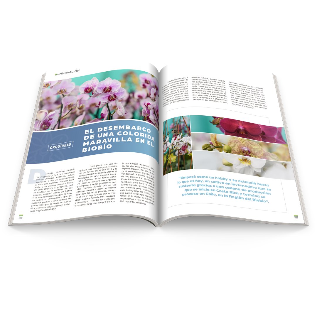 codigoc1's tweet image. ORQUÍDEAS: EL DESEMBARCO DE UNA COLORIDA MARAVILLA EN EL BIOBÍO

Revisa el reportaje completo aquí:
revistagrupoagro.cl/orquideas/

#RevistaGrupoAgro #Orquídeas