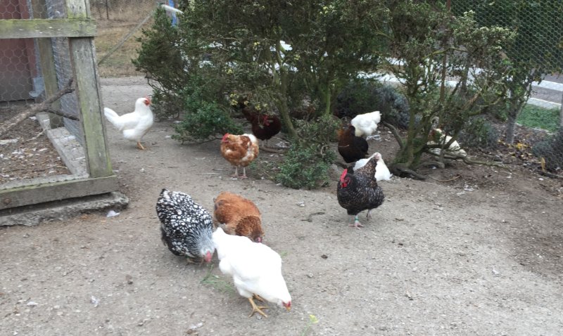 #OrangeCounty 4-H and @UCSouthCoastREC will host a community workshop w/ <a href="/CDFAnews/">Calif Food and Ag</a> and <a href="/USDA/">Dept. of Agriculture</a> in #Irvine on the current outbreak of #Newcastle disease in SoCal.  In person or online. ow.ly/7nwb50jCNpD