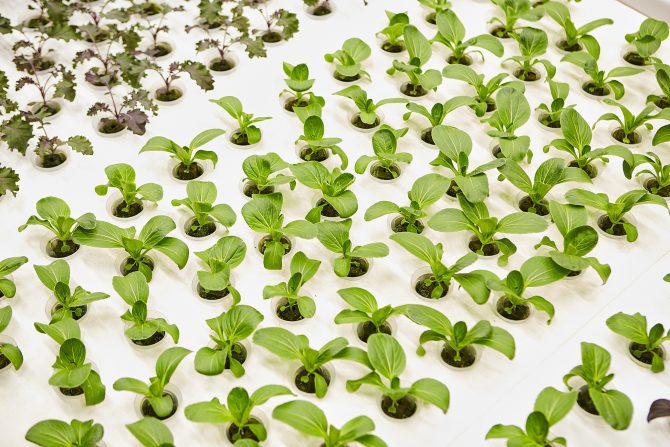 Jaime_LopezAmor's tweet photo. 🤖👨‍🌾 𝙇𝙖 #𝙖𝙜𝙧𝙞𝙘𝙪𝙡𝙩𝙪𝙧𝙖 𝙙𝙚𝙡 𝙛𝙪𝙩𝙪𝙧𝙤: 𝙡𝙤𝙨 #𝙧𝙤𝙗𝙤𝙩𝙨 𝙡𝙡𝙚𝙜𝙖𝙣 𝙖 𝙡𝙖 𝙜𝙧𝙖𝙣𝙟𝙖 🥬🍅  

📲 Vía @Efeagro 👉https://t.co/Bq58xClIca 

#Agricultura #Innovación #Tecnología #InteligenciaArtificial #Robotica | 
@IronOxFarms | @bacealexander https://t.co/oRZzczSZMg