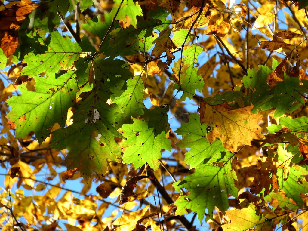 usfs_srs's tweet photo. #Newpublication compares management practices to promote northern red #oak seedling survival and growth: https://t.co/O7xEvqS3zT
@MSU_CFR @UTIAg @MTUsfres @OSMRE @MichiganDNR @usfs_nrs @IUBiology
#quercusrubra #rxfire #shelterwood #fosterresilientecosystems https://t.co/7jUVeu7Hdw