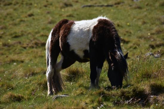 L'année prochaine des poneys pottoks sur les hauteurs de Gaillard #Agen pour de l écopaturage = économie de 15 000 € en défrichage