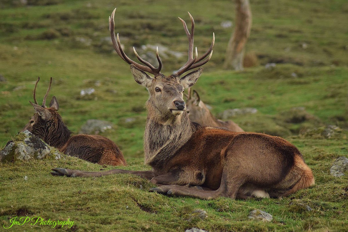 This Great Stag posing for the camera in Aviemore Scotland