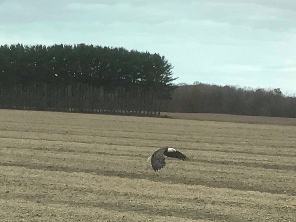 You don’t drive beside one of these everyday#baldeagle