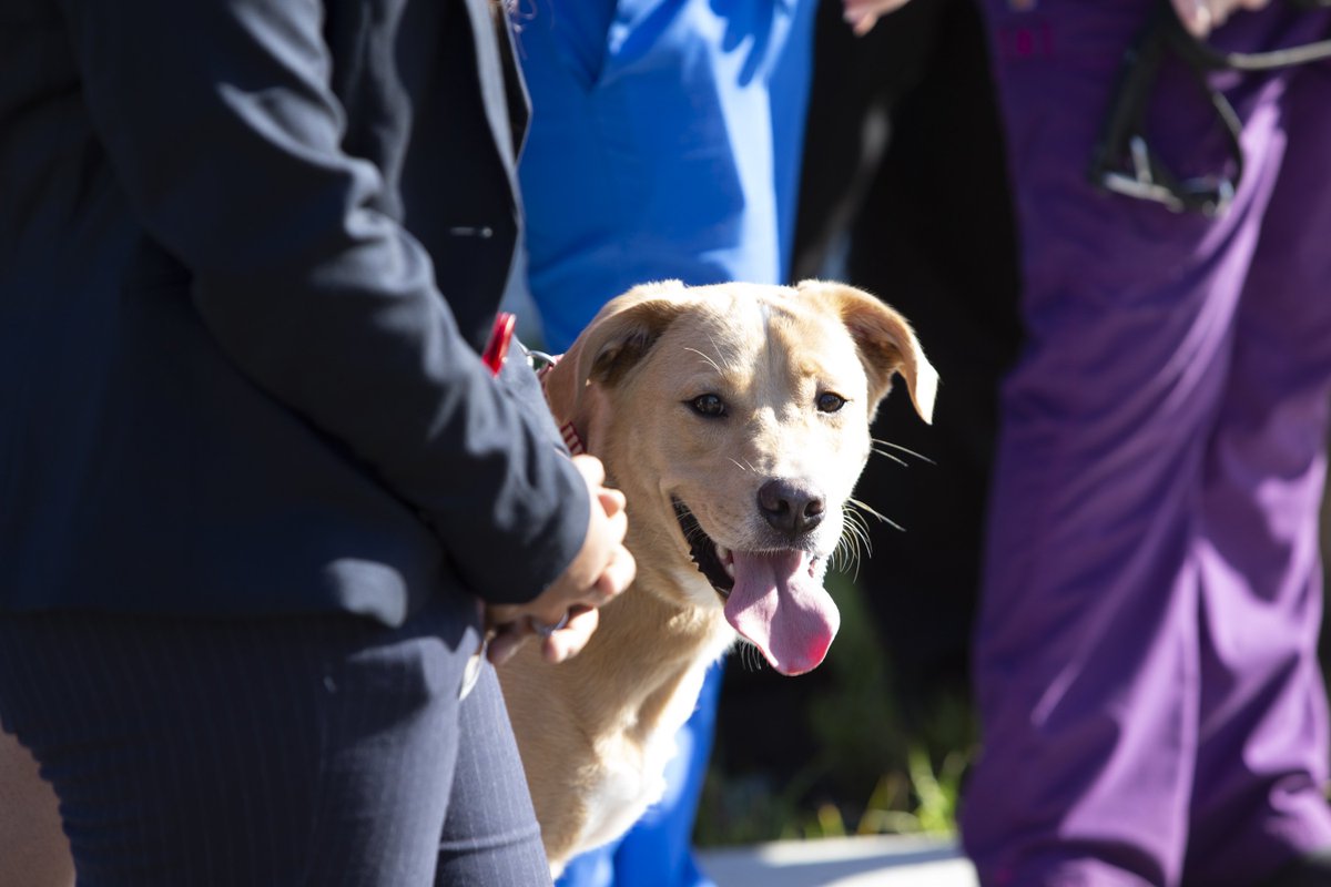 Archive: Former Mayor Teresa Jacobs (@mayor_jacobs) on Twitter photo The <a href="/OCAS_Orlando/">Orange County Animal Services</a> East-Side Clinic: Operated by the @PetAllianceGO, will be open to the public in mid-November and will offer high-volume spay/neuter and vaccination services. <a href="/OrangeCoFL/">Orange County FL</a> invested approximately $750,000 to this project. View photos, bit.ly/2OwgQDT. The <a href="/OCAS_Orlando/">Orange County Animal Services</a> East-Side Clinic: Operated by the @PetAllianceGO, will be open to the public in mid-November and will offer high-volume spay/neuter and vaccination services. <a href="/OrangeCoFL/">Orange County FL</a> invested approximately $750,000 to this project. View photos, bit.ly/2OwgQDT.