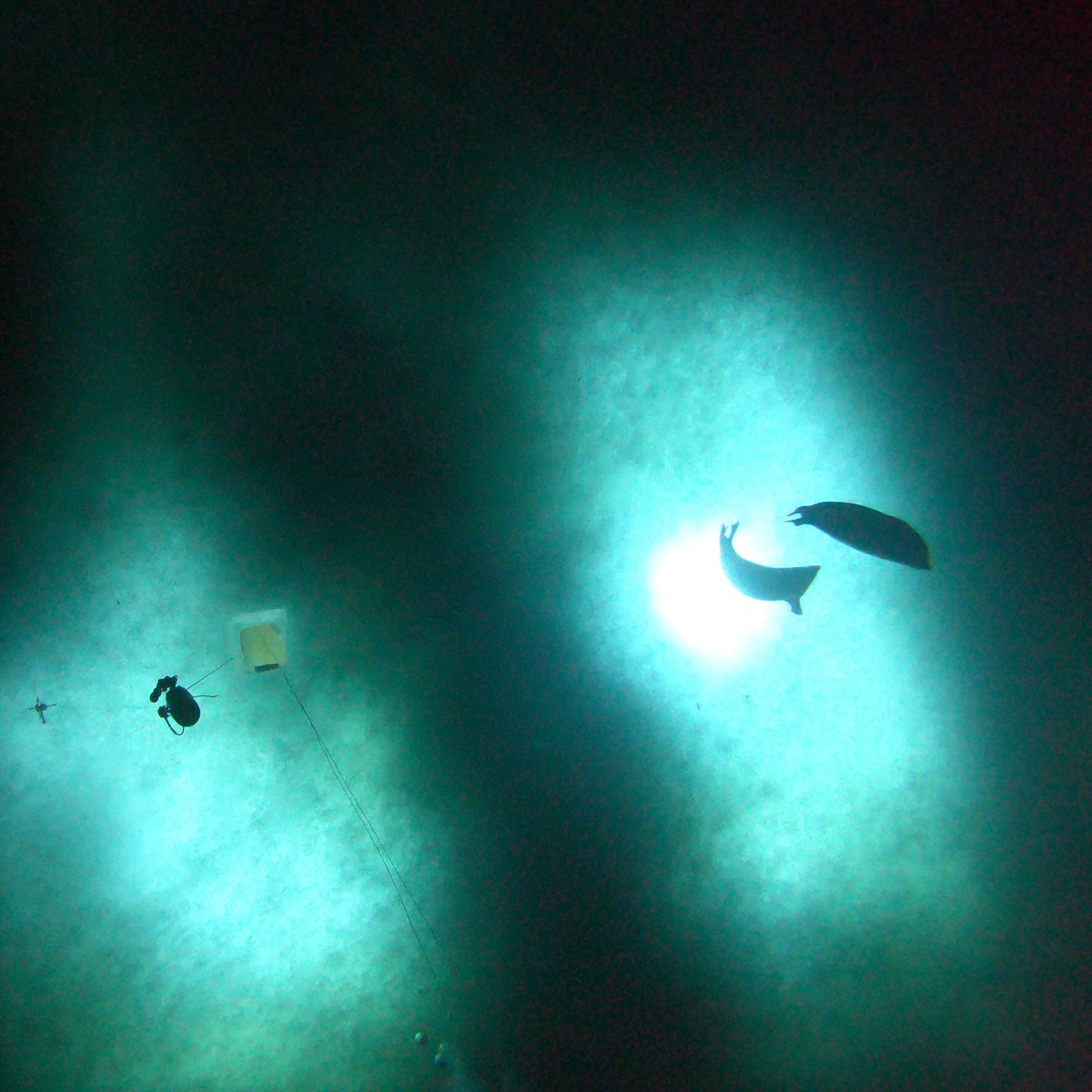 Jason O'Hara (@jason_ohara) on Twitter photo #science under the ice in #antarctica. <a href="/coastalmarinenz/">Coastal Marine Field Station University of Waikato</a> diver Prof Ian Hawes passes above my #gopro and a few moments later two Weddell #Seals circle below our emergency hole. <a href="/AntarcticaNZ/">AntarcticaNewZealand</a> <a href="/cocamassey/">cocamassey</a> <a href="/MasseyUni/">Massey University</a> <a href="/waikato/">The University of Waikato 🎓</a> <a href="/GoProANZ/">GoPro ANZ</a> #science under the ice in #antarctica. <a href="/coastalmarinenz/">Coastal Marine Field Station University of Waikato</a> diver Prof Ian Hawes passes above my #gopro and a few moments later two Weddell #Seals circle below our emergency hole. <a href="/AntarcticaNZ/">AntarcticaNewZealand</a> <a href="/cocamassey/">cocamassey</a> <a href="/MasseyUni/">Massey University</a> <a href="/waikato/">The University of Waikato 🎓</a> <a href="/GoProANZ/">GoPro ANZ</a>
