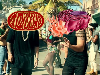 CarelessWalm's tweet photo. Despcaito 420 confirmed
#sageorganellewars 
#voteendoplasmicreticulum
#votemitochondria
#despacito https://t.co/mkVq8mLXPM