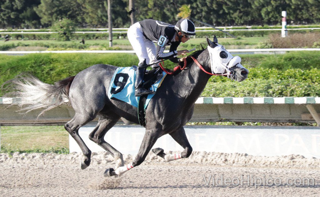 VideoHipico tweet media