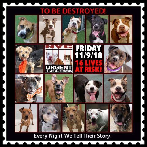 🌻Samson Cat🐱 tweet media