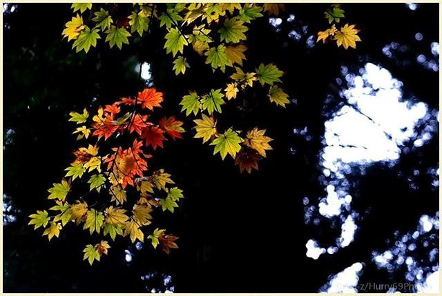 #色づく季節 
#autumnfoliage #autumnphotography #autumncolors #autumnscenery #autumnleaves #autumnscenery #autumn #fujifilmxe1 #xe1 #elmar90mmf4 #紅葉写真 #紅葉 #秋景色 #秋の写真 #photo_jpn #写真が好きな人と繋がりたい #写真を撮るのが好きな人と繋がりたい #ファインダー越しの私の世界