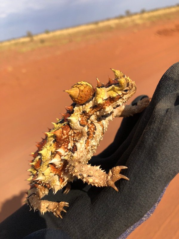 MPCKinetic's tweet image. The Tanami fauna spotters recently rescued this little guy, the Australian thorny devil. Thorny devils live in the arid scrub lands of the Tanami and Simpson Deserts, and despite their appearance, they are slow-moving and unaggressive.