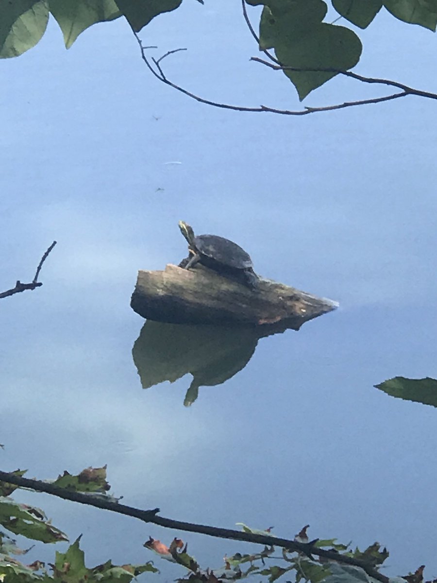 ALYS FFION tweet media